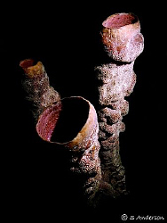 This is a photo of Stove Pipe Sponges found next to the s... by Steven Anderson 